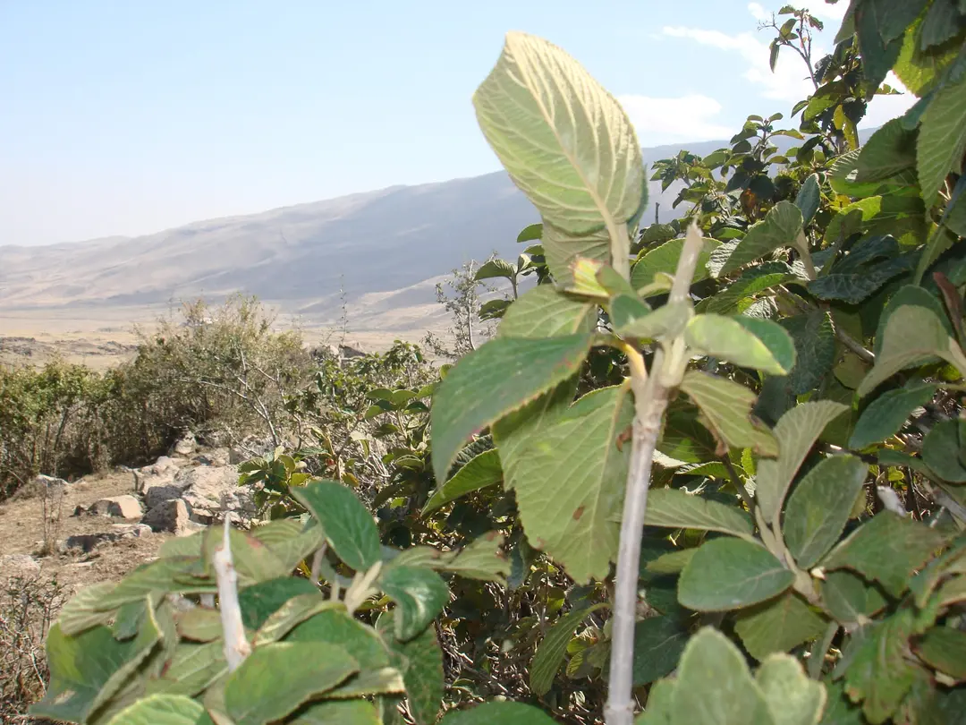 Şahmaran camping — Iğdır — küçük resim 3