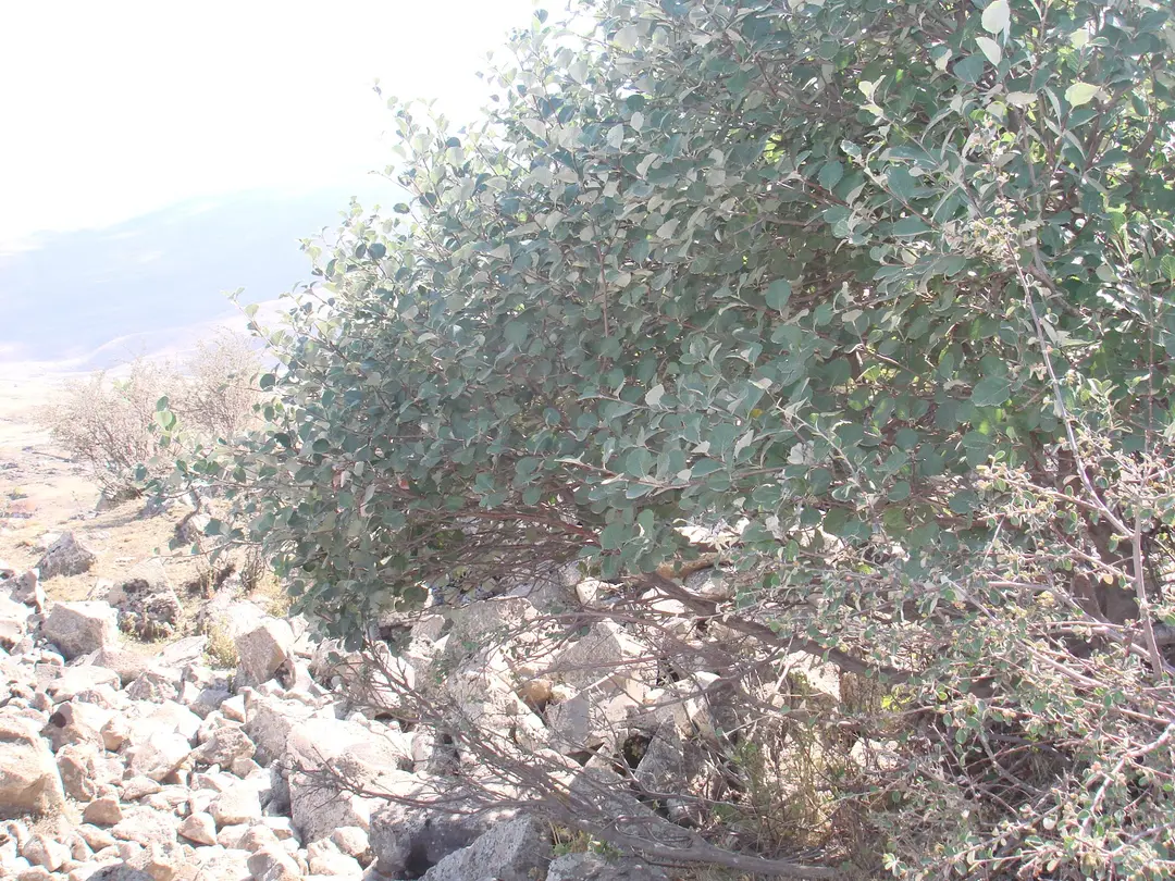 Şahmaran camping — Iğdır — küçük resim 4