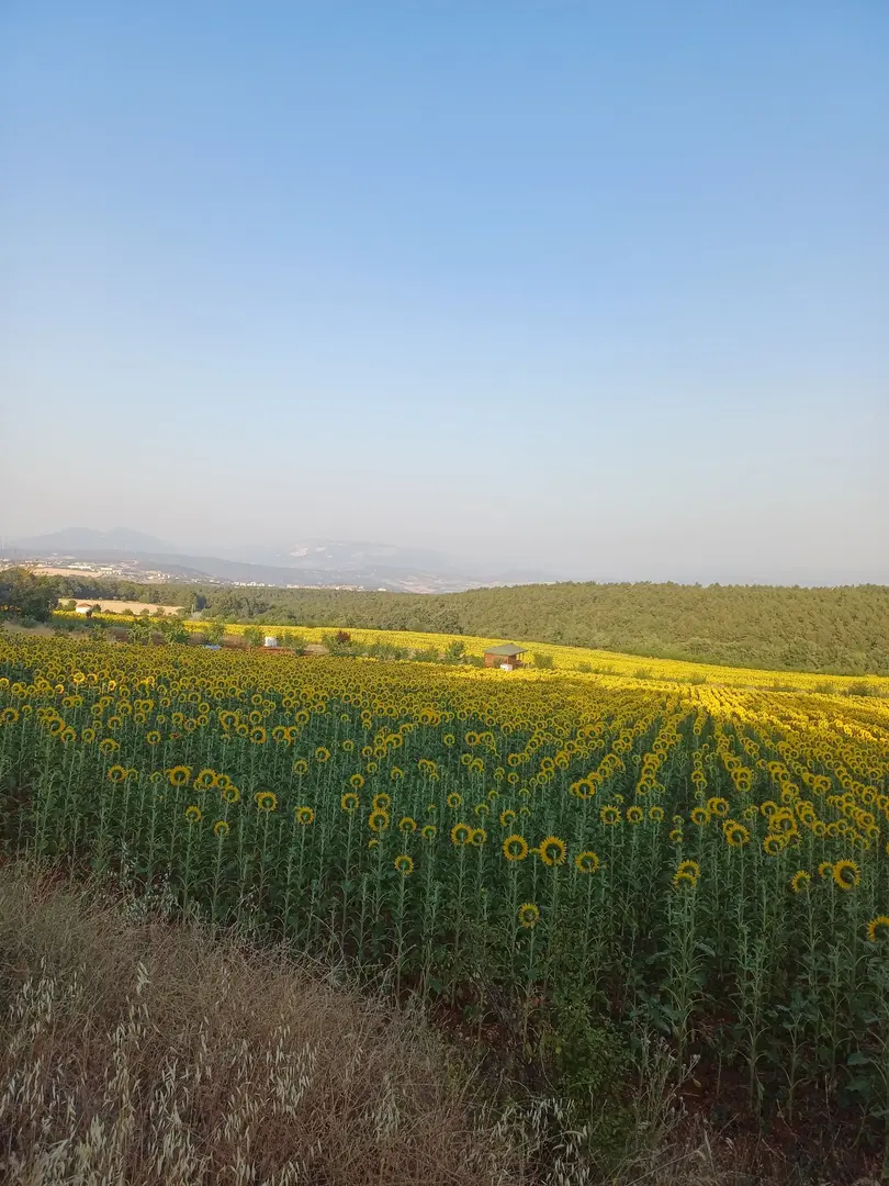 Emre Deniz Memorial Forest — Bilecik — küçük resim 7