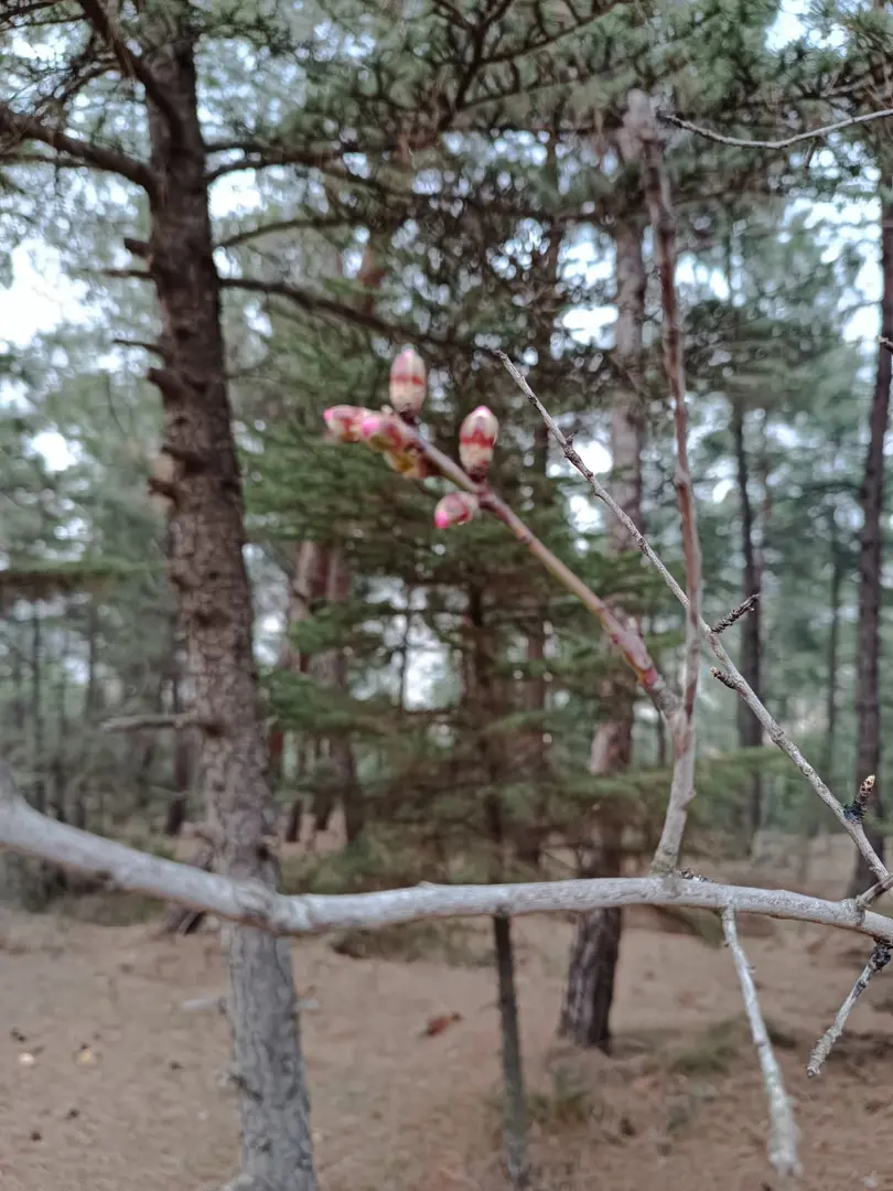 Atatürk Forest Picnic Area — Bilecik — küçük resim 4