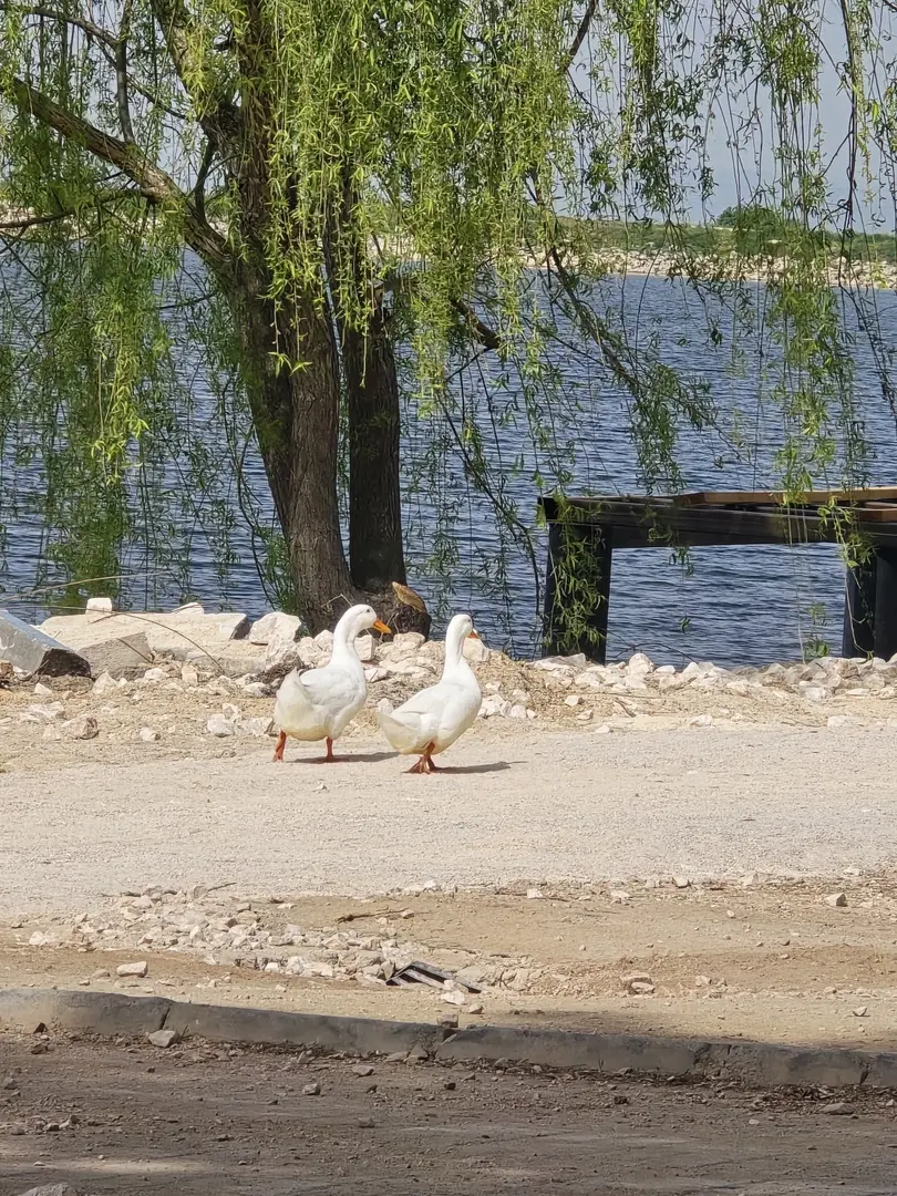 Pelitözü Gölpark — Bilecik — küçük resim 6