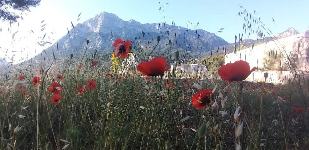 Pan Camping — Antalya — küçük resim 2