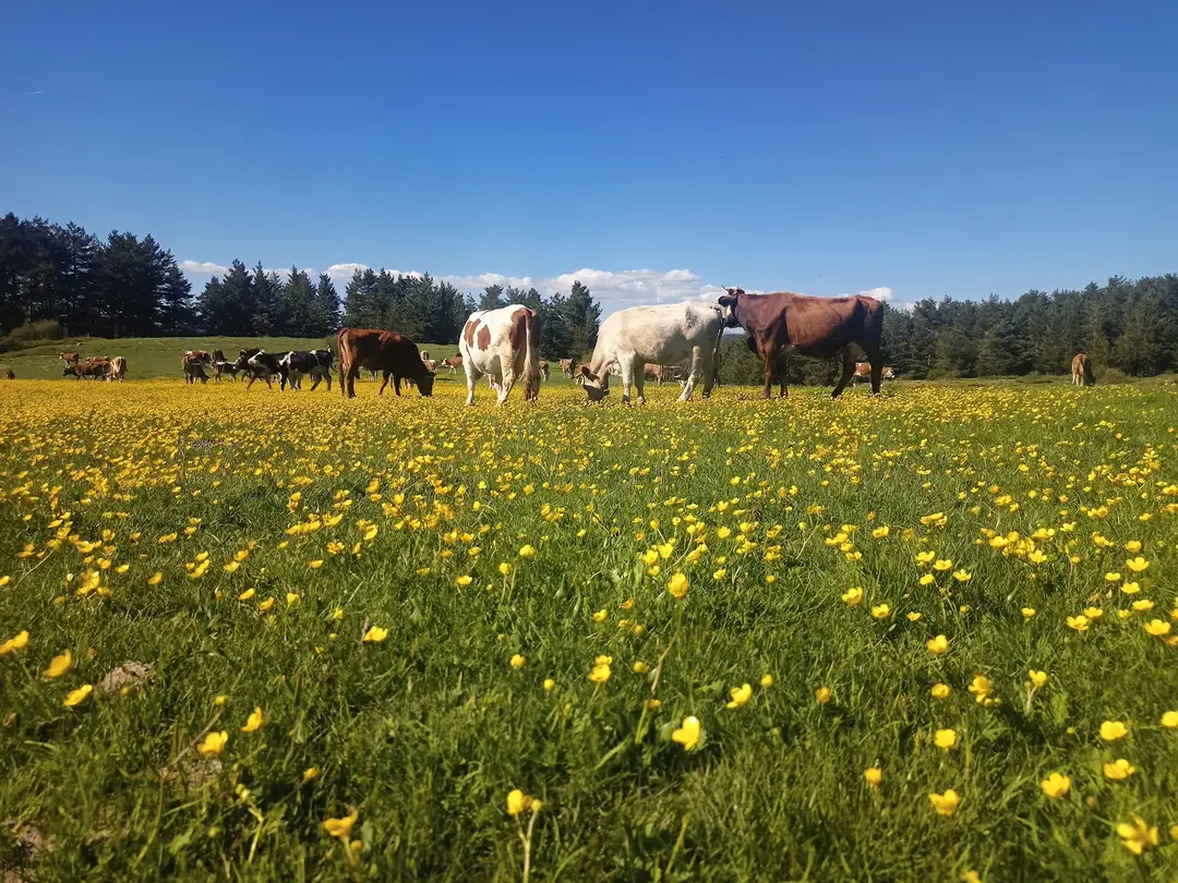 Hazım Dağlı Nature Park — Çankırı — küçük resim 4