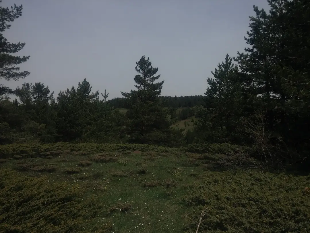 Milli Egemenlik Memorial Forest — Çankırı — küçük resim 6