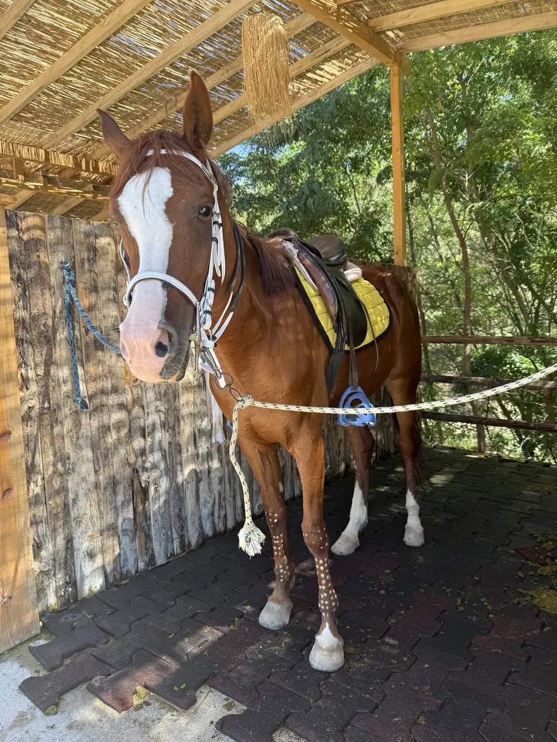 Atahan Atlı Orman Farm ( ORMAN TURU-ATLI SAFARI ) — Çorum — küçük resim 4