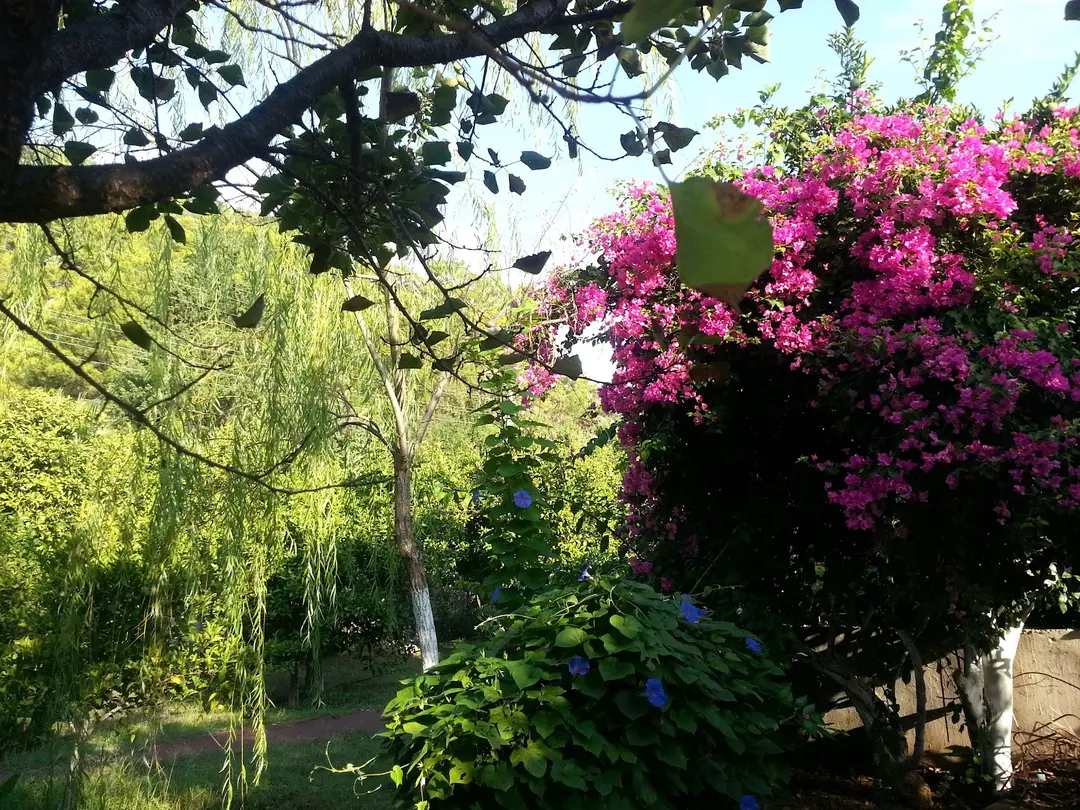 mercan bungalow — Antalya — küçük resim 6