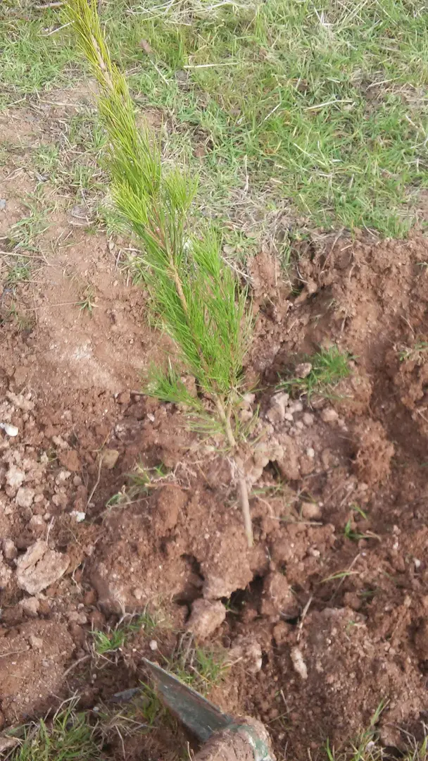 Zerya Urban Forest — Diyarbakır — küçük resim 3