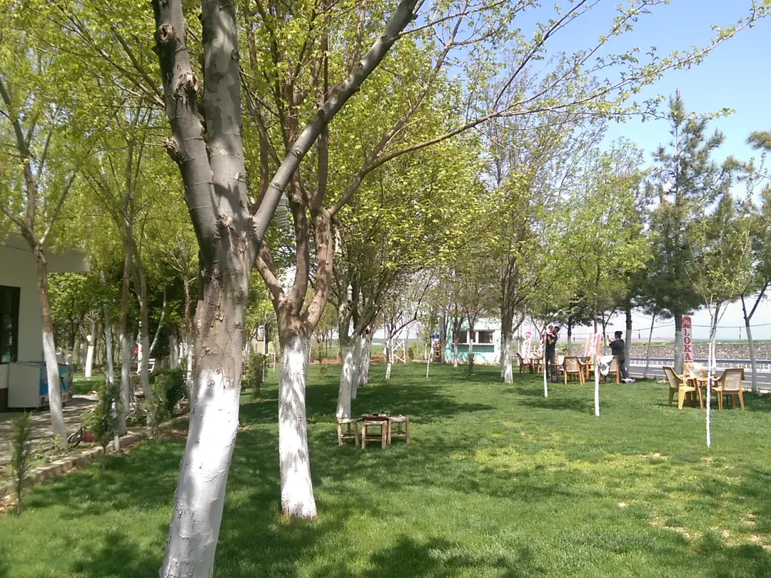 Çınar