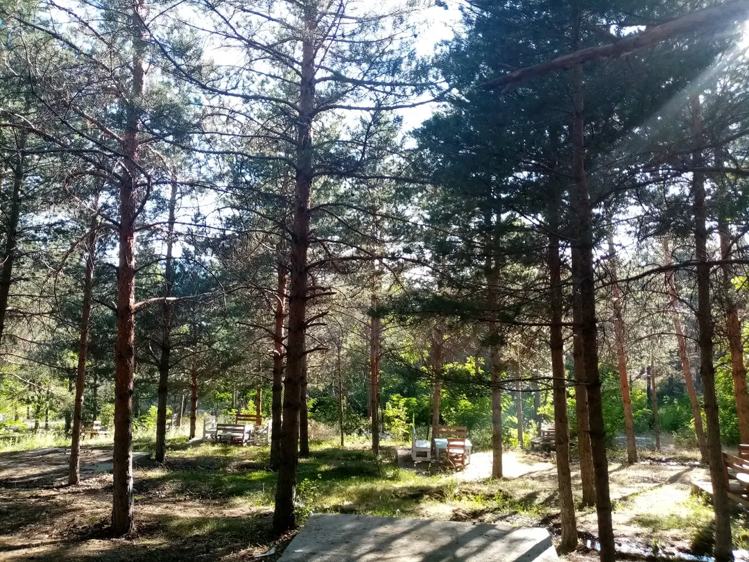 Erzincan Atatürk City Forest — Erzincan — küçük resim 6