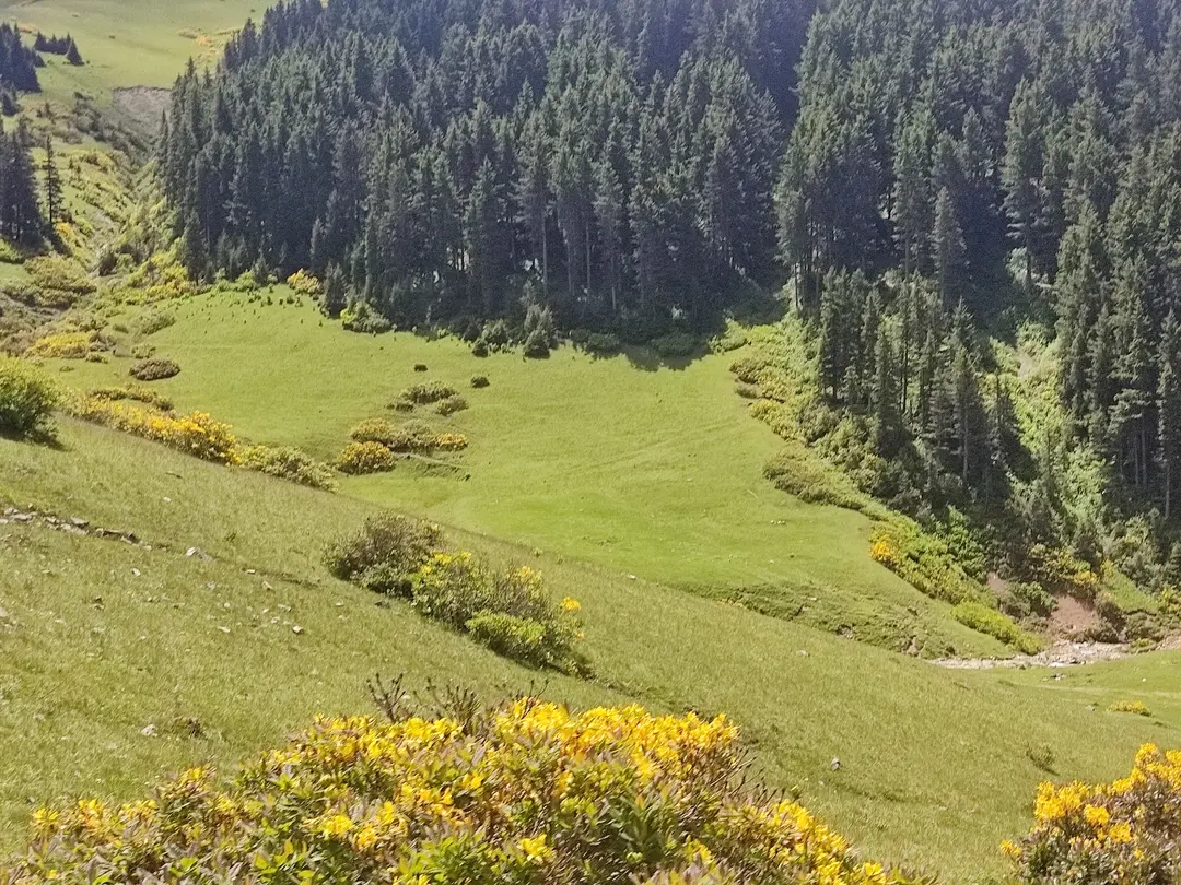 Koçkayası Tabiat Parkı — Giresun — küçük resim 4