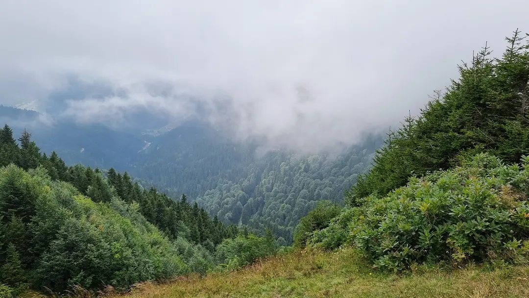 Koçkayası Tabiat Parkı — Giresun — küçük resim 5