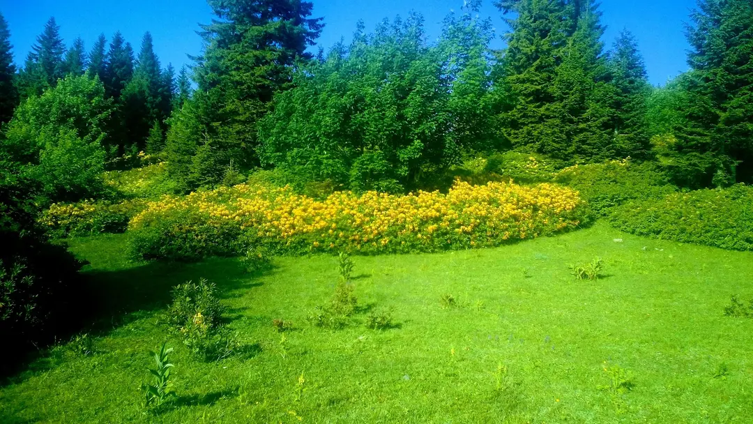 Ağaçbaşı Tabiat Parkı — Giresun — küçük resim 9