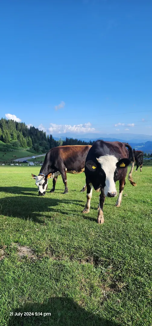 Ağaçbaşı Tabiat Parkı — Giresun — küçük resim 4