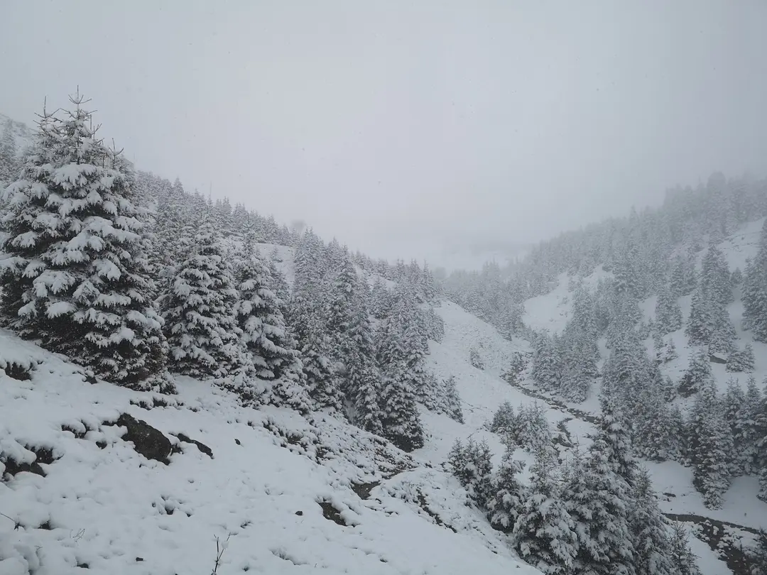 Ağaçbaşı Tabiat Parkı — Giresun — küçük resim 8
