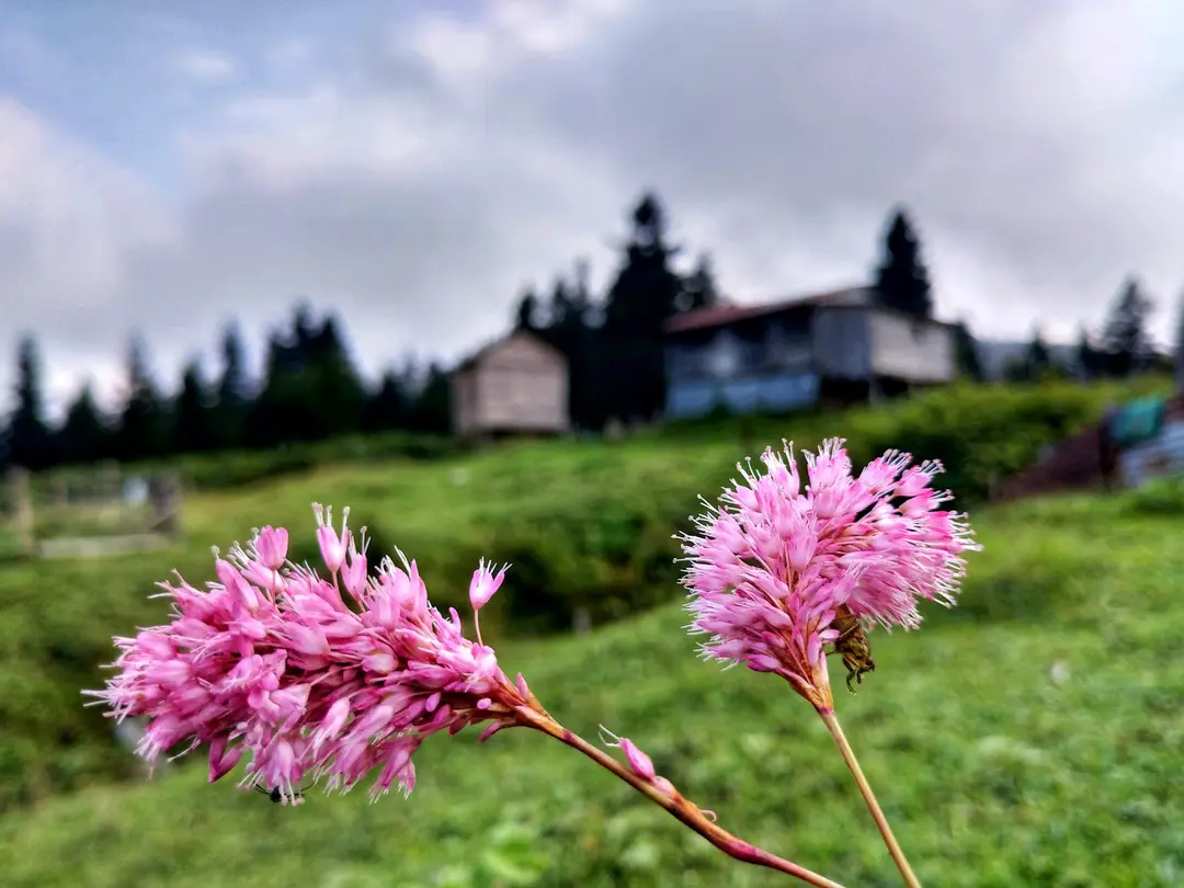 İnişdibi Dışical Yaylası — Giresun — küçük resim 2