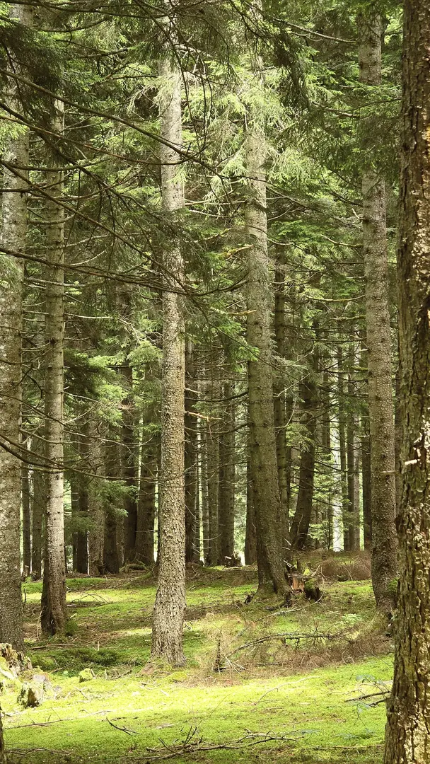 Aymaç Tabiat Parkı — Giresun — küçük resim 5