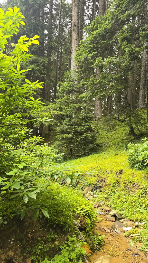 Aymaç Tabiat Parkı — Giresun — küçük resim 7