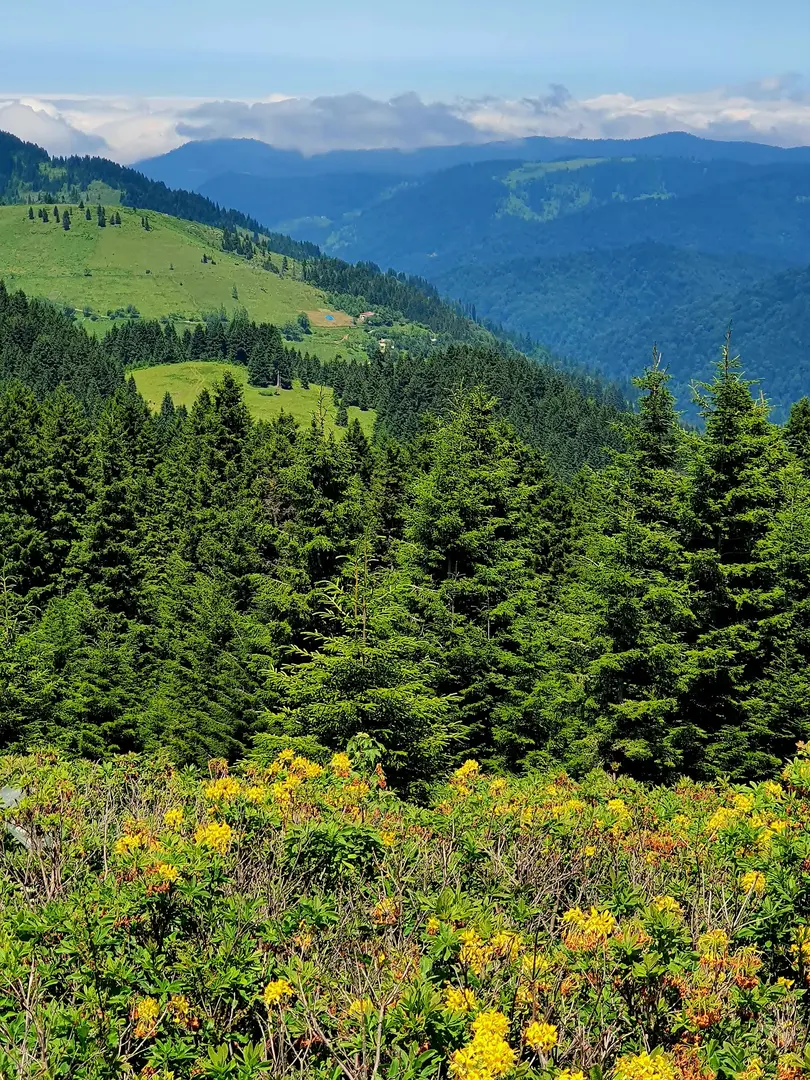 Aymaç Tabiat Parkı — Giresun — küçük resim 8