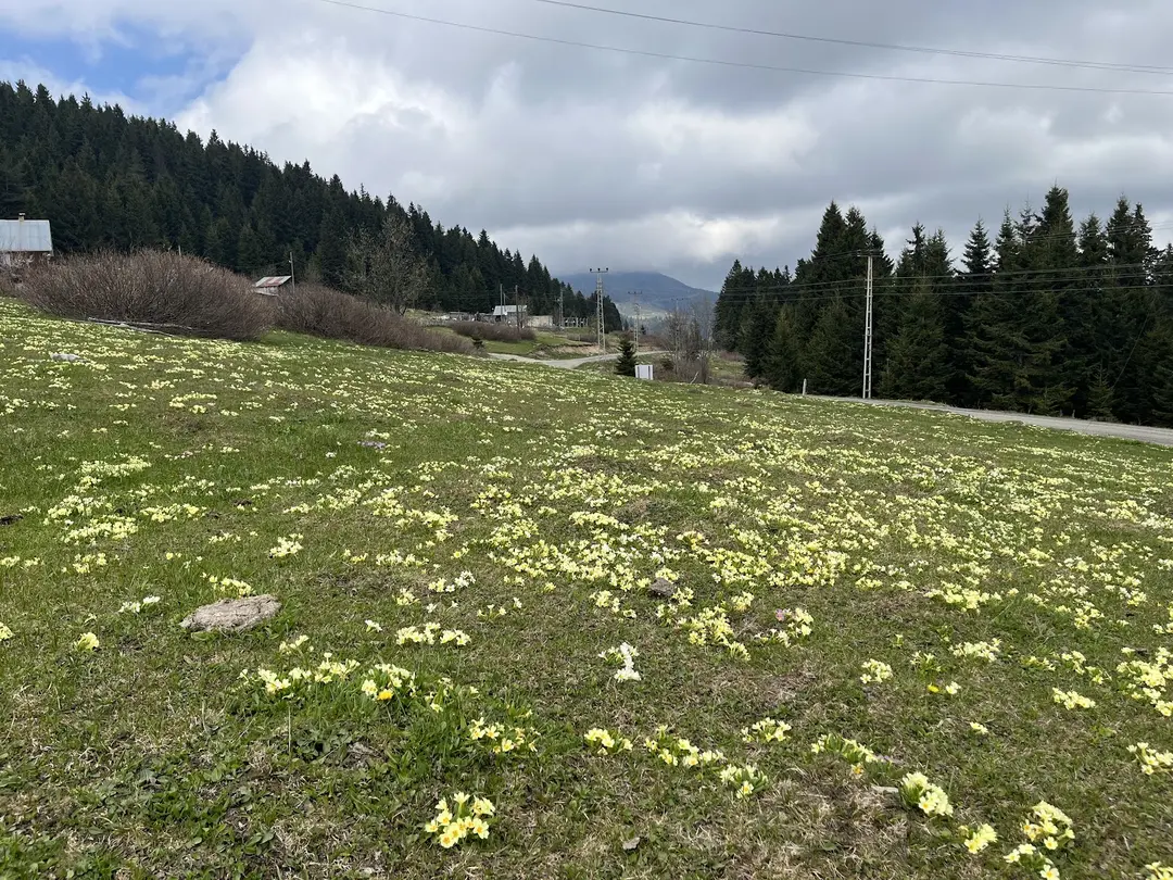 Ağaçbaşı Yaylası — Giresun — küçük resim 10