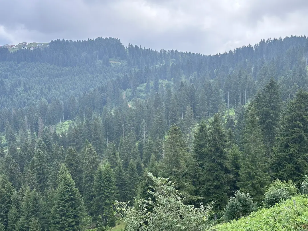 Paşakonağı Yaylası — Giresun — küçük resim 4