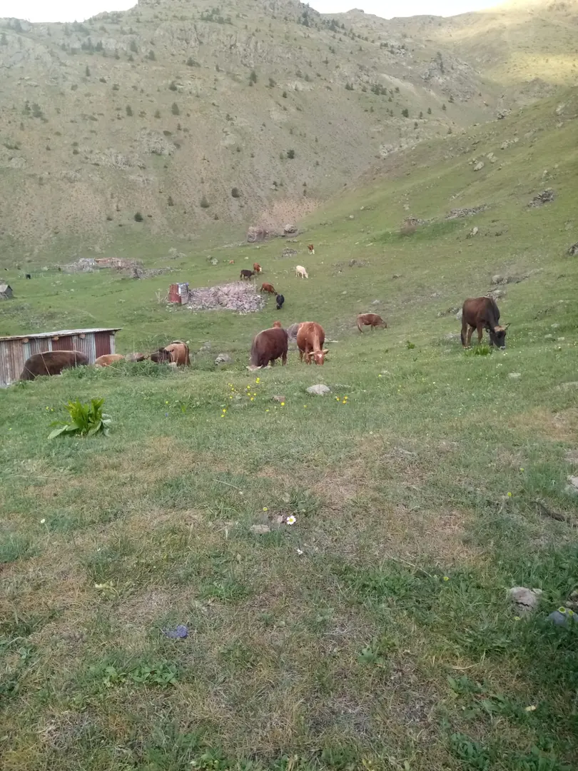 Gözpınarı Camping Area — Gümüşhane — küçük resim 2