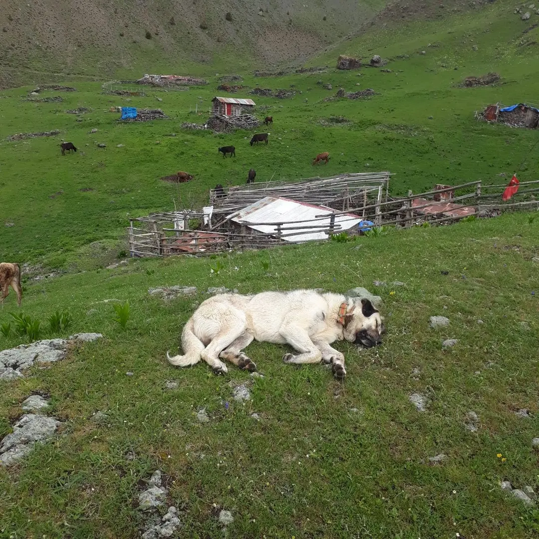 Gözpınarı Camping Area — Gümüşhane — küçük resim 6