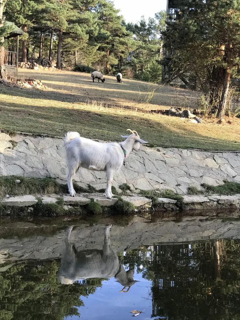 Kent Forest — Gümüşhane — küçük resim 5