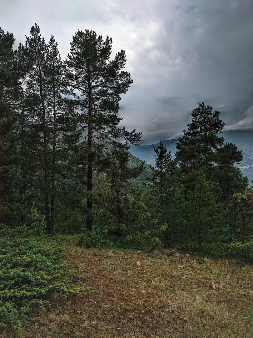 Kent Forest — Gümüşhane — küçük resim 6