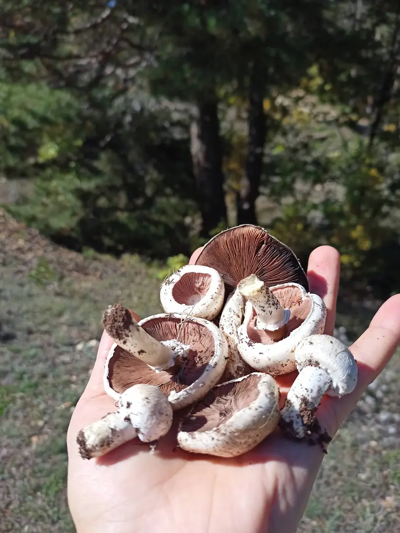 Kent Forest — Gümüşhane — küçük resim 7