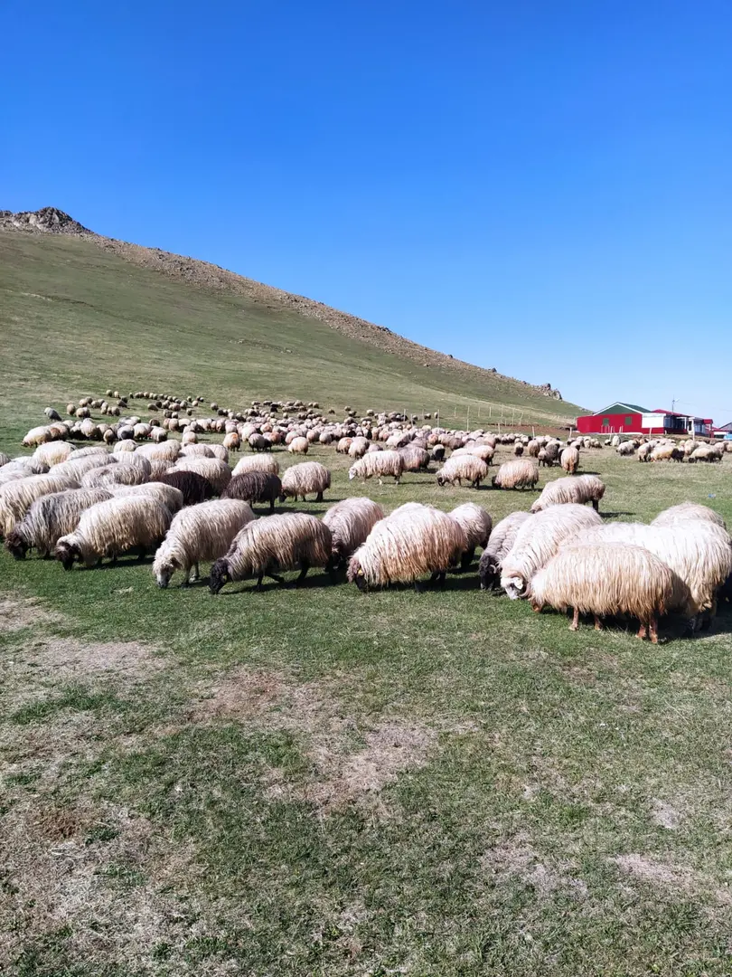 Çavușoğlu Tesisleri (Cami Boğazı Yaylası) — Gümüşhane — küçük resim 4