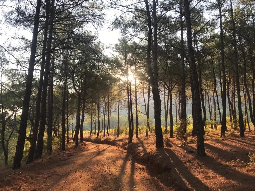 Jungle Bungalows & Camping — Antalya — küçük resim 3