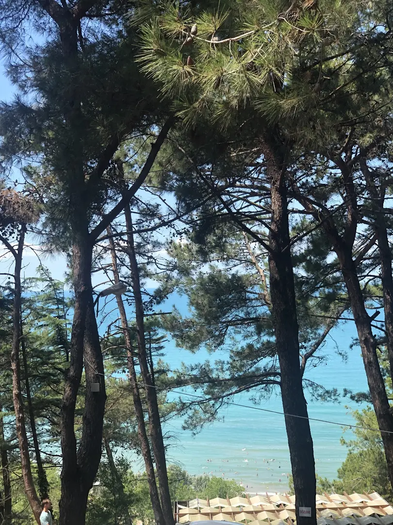 Serintepe Piknik Alanı&Restorant ve kamp alanı — İstanbul — küçük resim 7