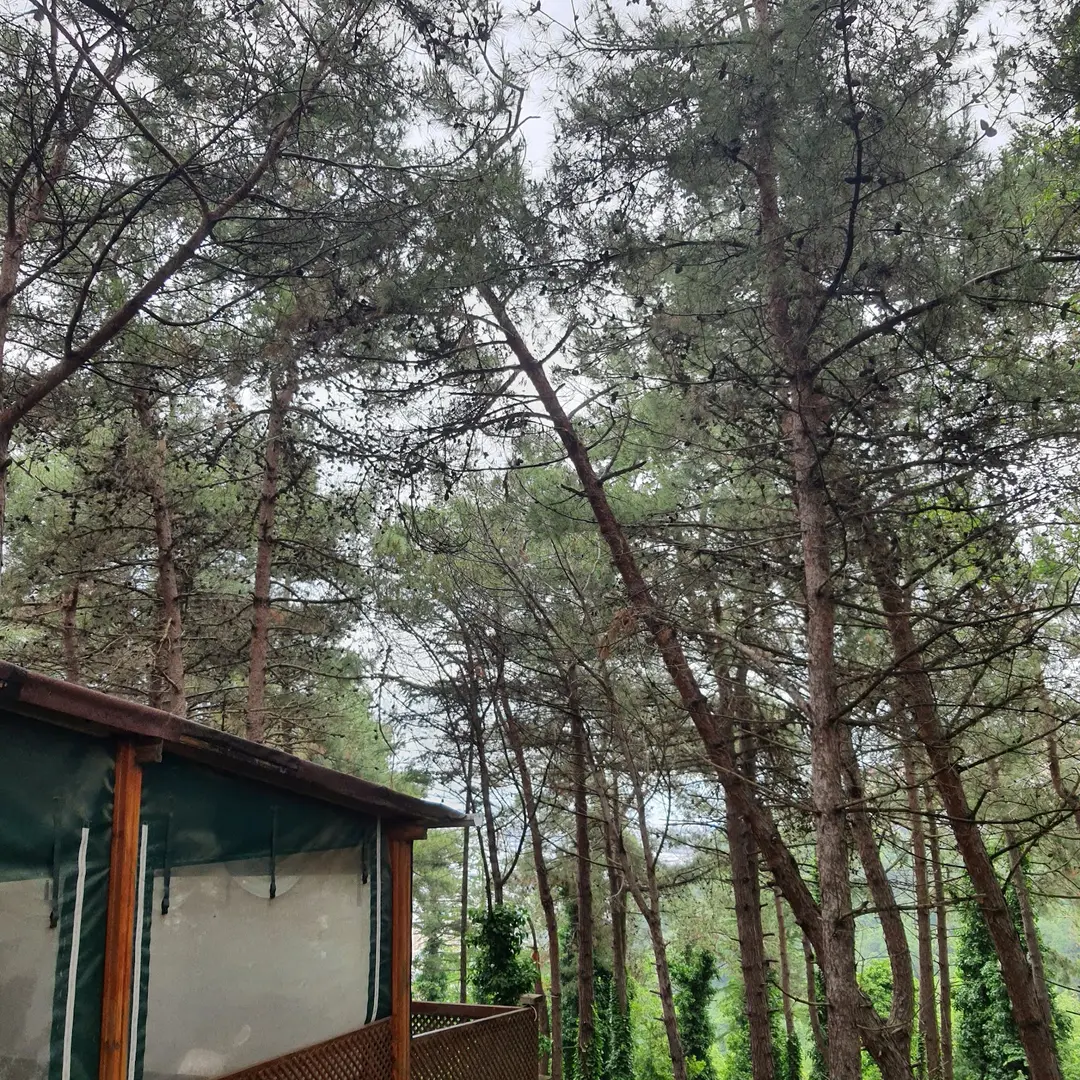 Serintepe Piknik Alanı&Restorant ve kamp alanı — İstanbul — küçük resim 3