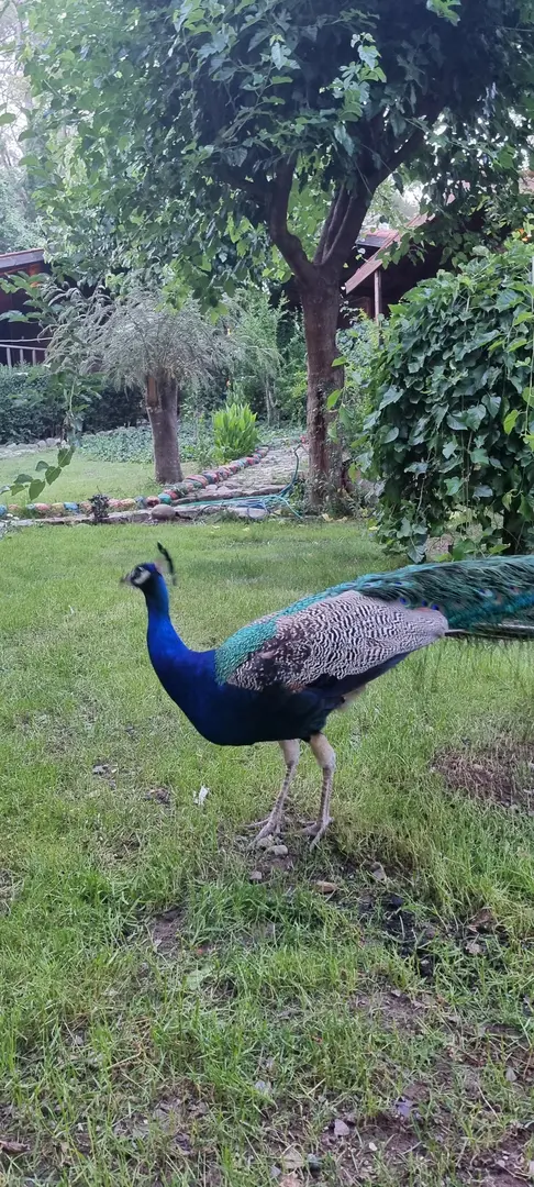 Olympos Village Relaxury Hotel — Antalya — küçük resim 9
