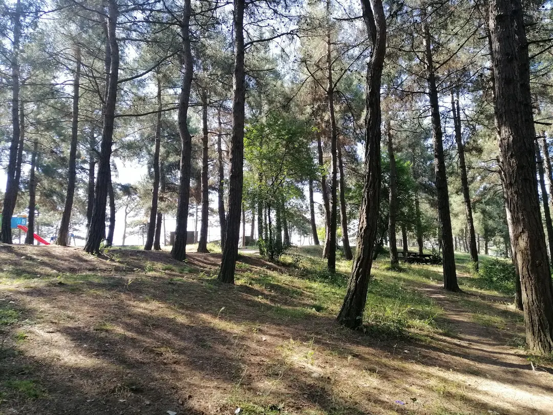 Şamlar Tabiat Parkı
