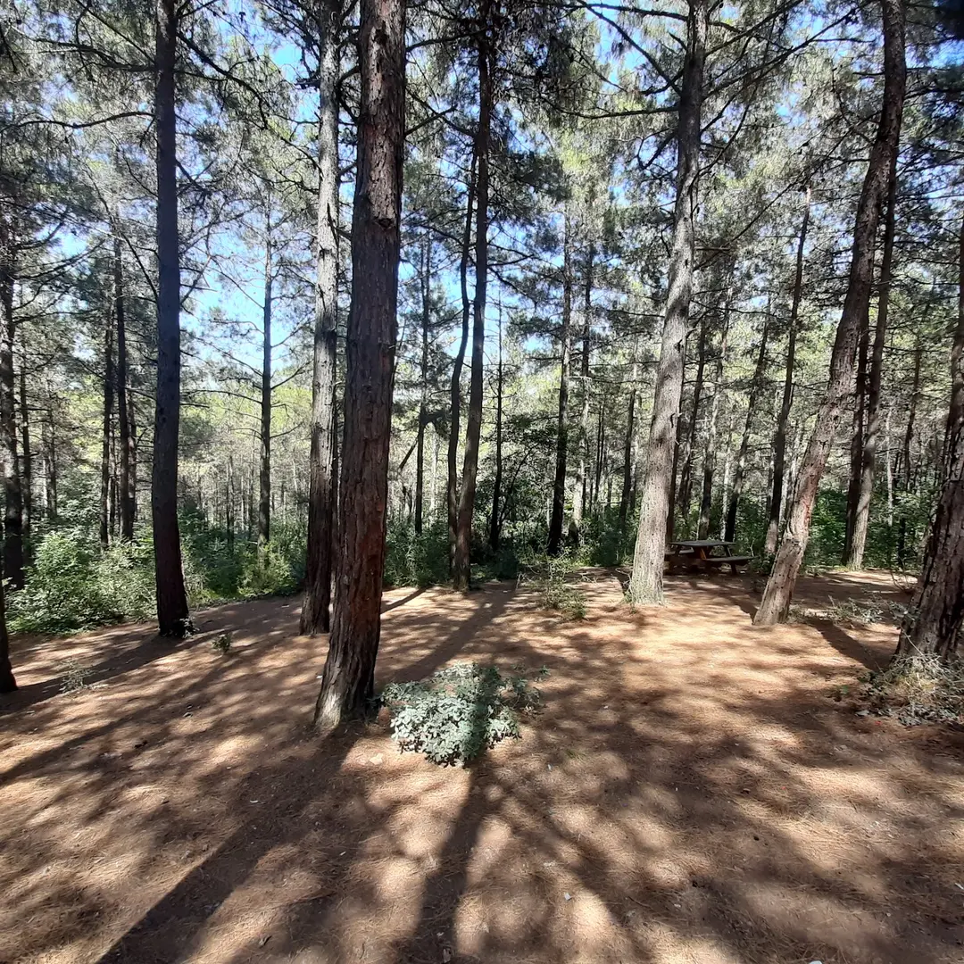 Şamlar Tabiat Parkı — İstanbul — küçük resim 5