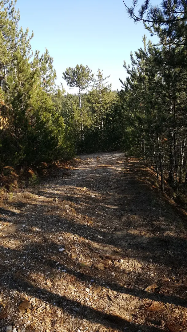 Hisarardı Pine Forest — Kastamonu — küçük resim 9