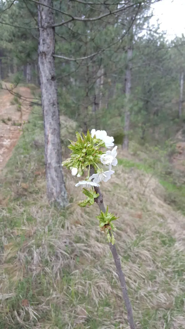 Hisarardı Pine Forest — Kastamonu — küçük resim 7