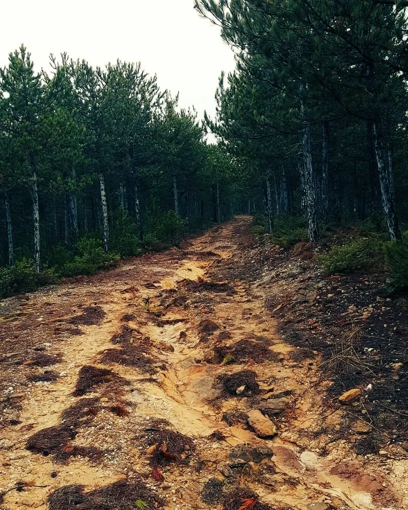 Hisarardı Pine Forest — Kastamonu — küçük resim 6