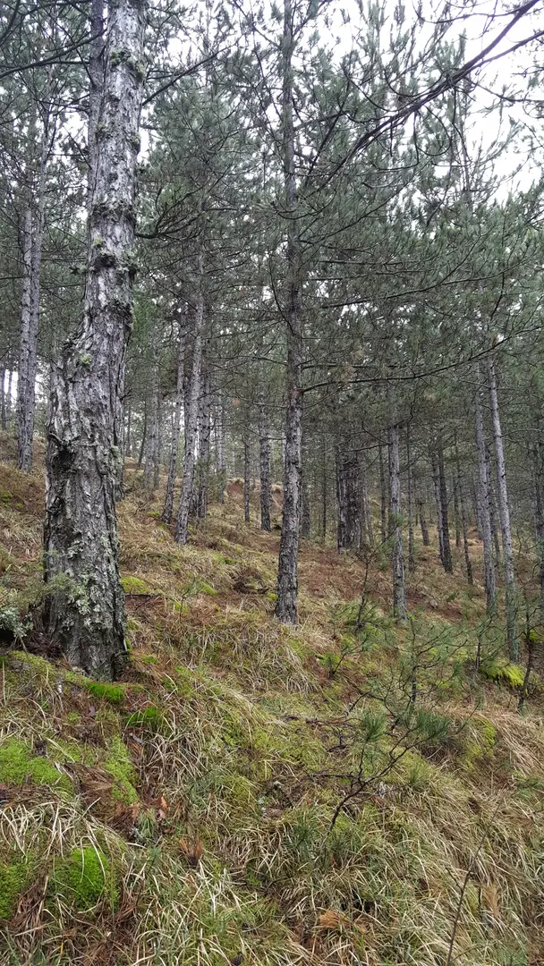 Hisarardı Pine Forest — Kastamonu — küçük resim 5