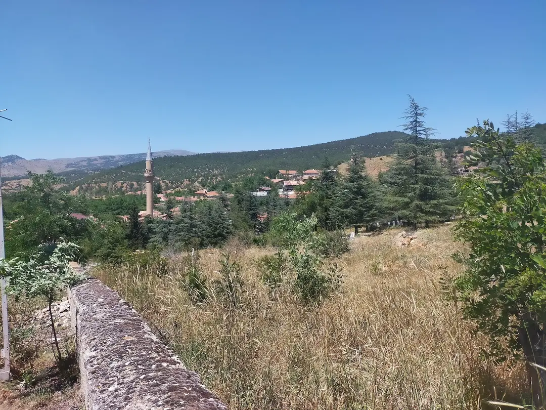 Hisarardı Pine Forest — Kastamonu — küçük resim 4