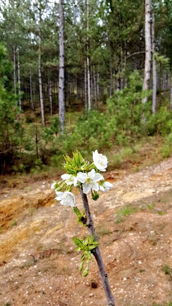 Hisarardı Pine Forest — Kastamonu — küçük resim 2