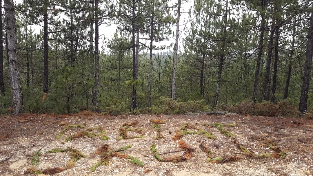 Hisarardı Pine Forest — Kastamonu — küçük resim 3
