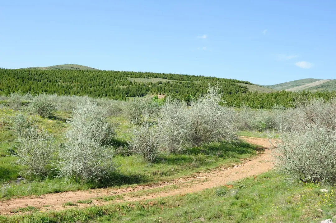 77th Year Finance Forest — Kırşehir — küçük resim 10