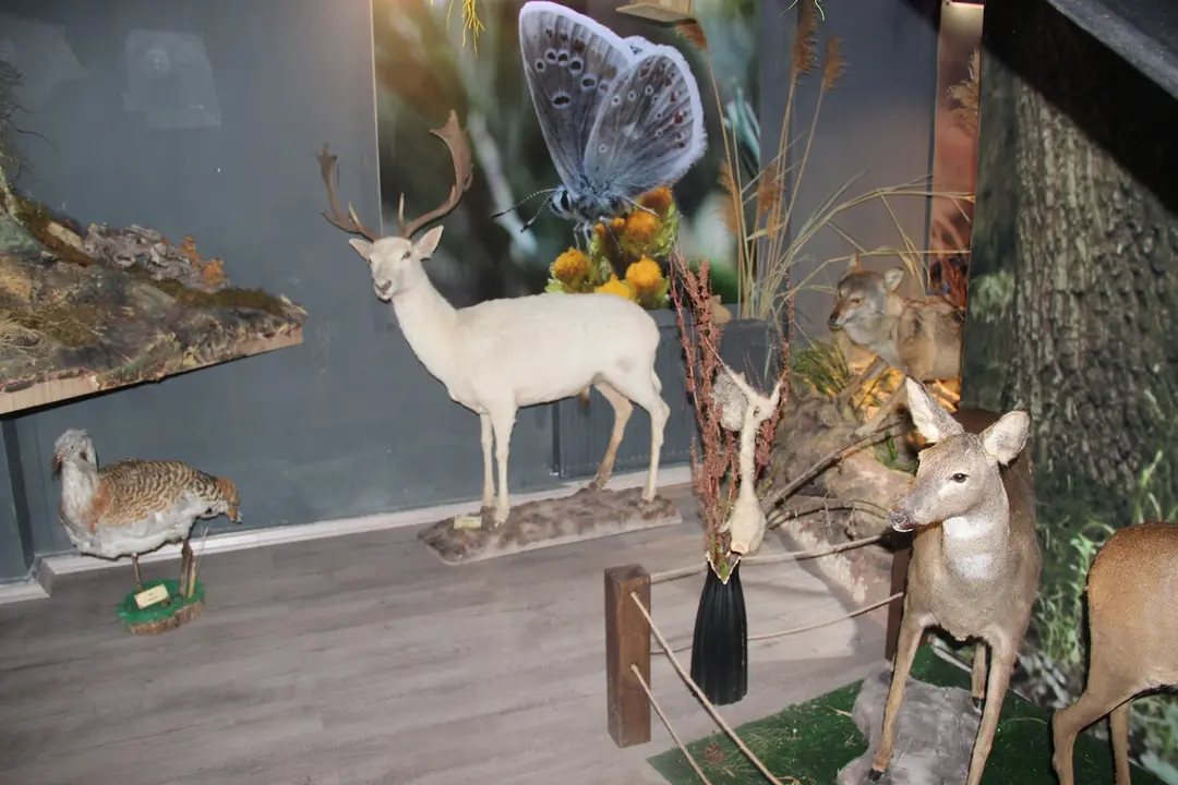 Aşıkpaşa Nature Park and Nature Museum — Kırşehir — küçük resim 5
