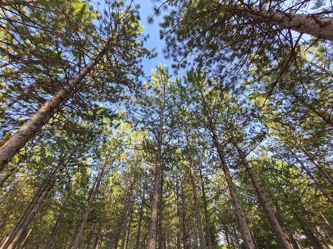 Kütaşya City Forest Picnic Area and Hiking Trails — Kütahya — küçük resim 4