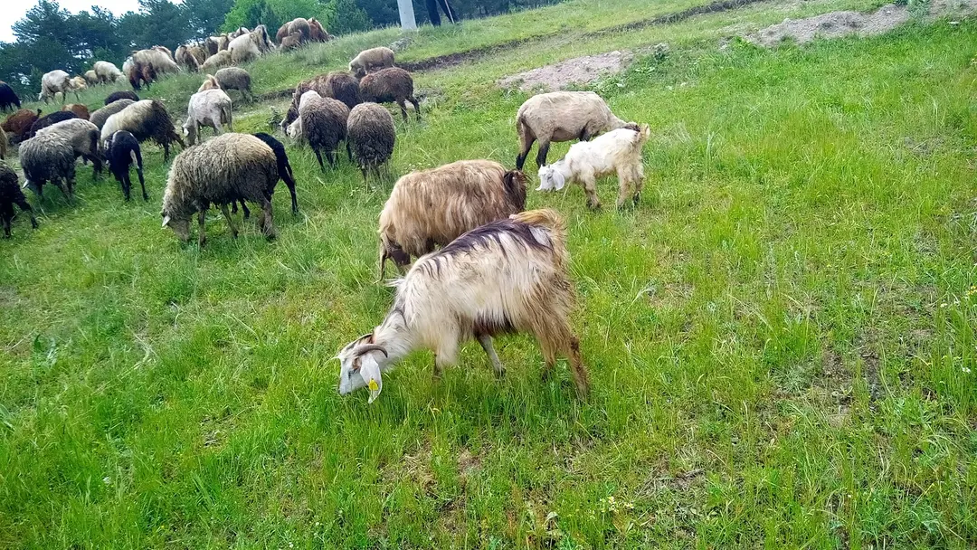 Kütaşya City Forest Picnic Area and Hiking Trails — Kütahya — küçük resim 7