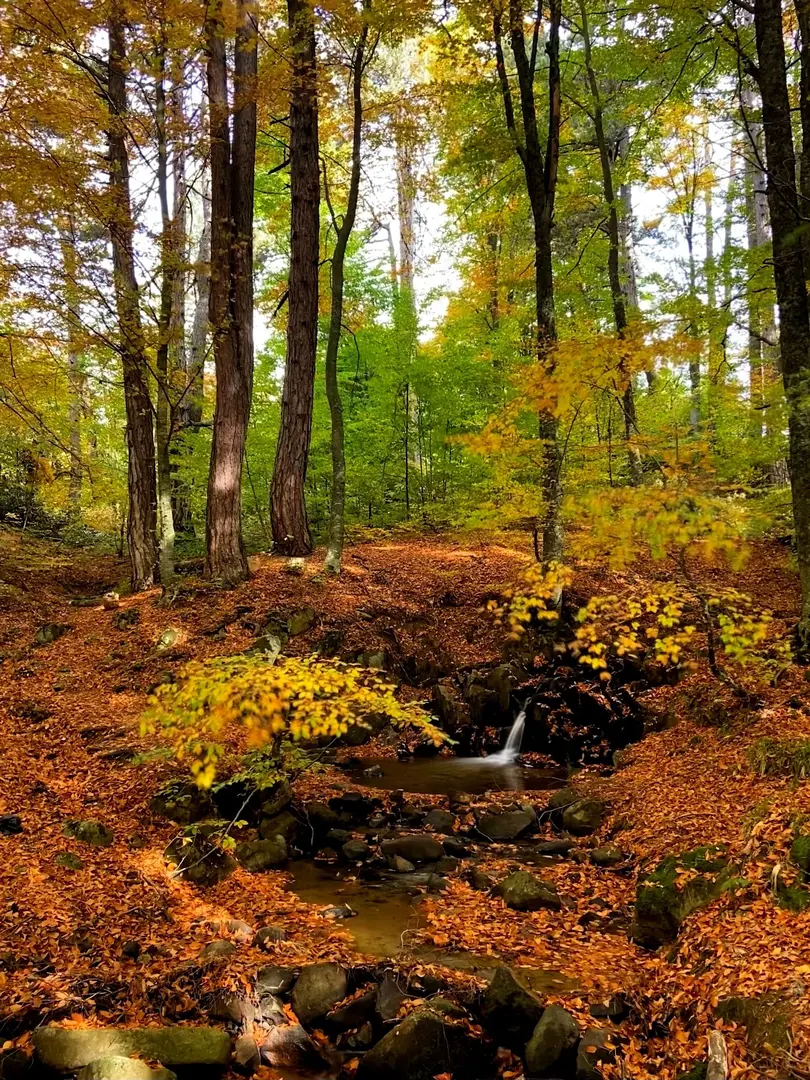Topuk Yaylası Naturpark — Kütahya — küçük resim 5