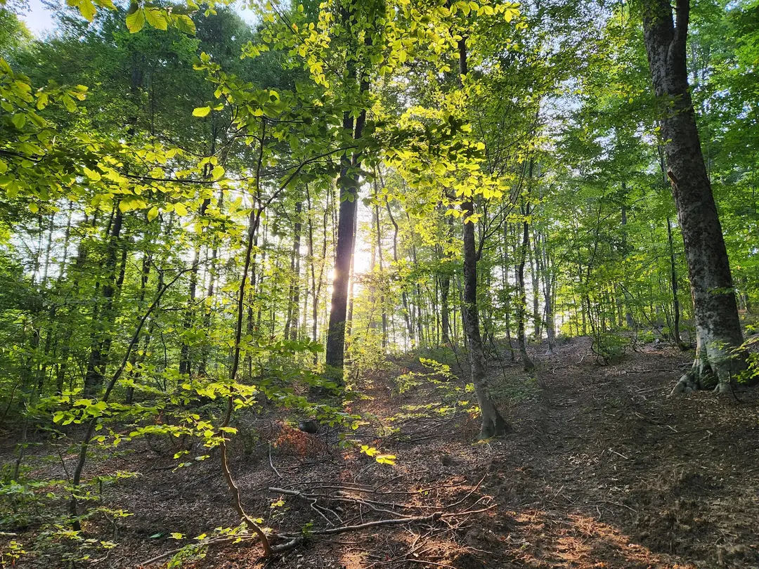 Topuk Yaylası Naturpark — Kütahya — küçük resim 3