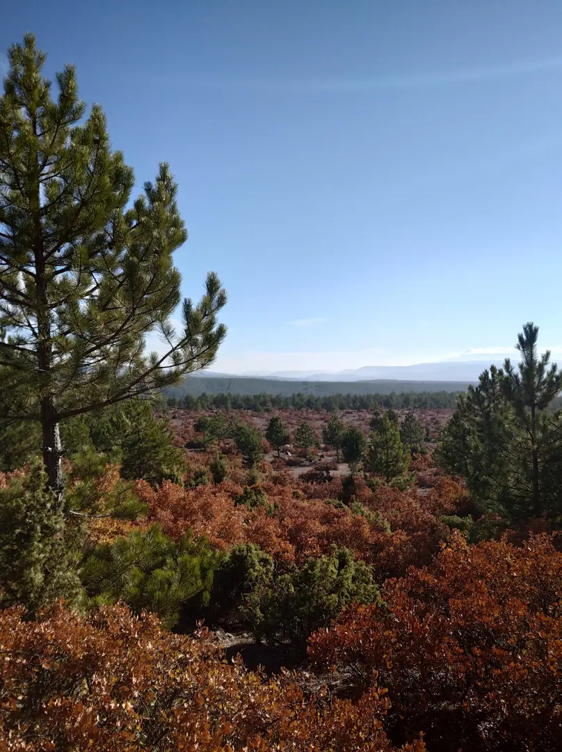 Yaylacık Forest — Kütahya — küçük resim 6